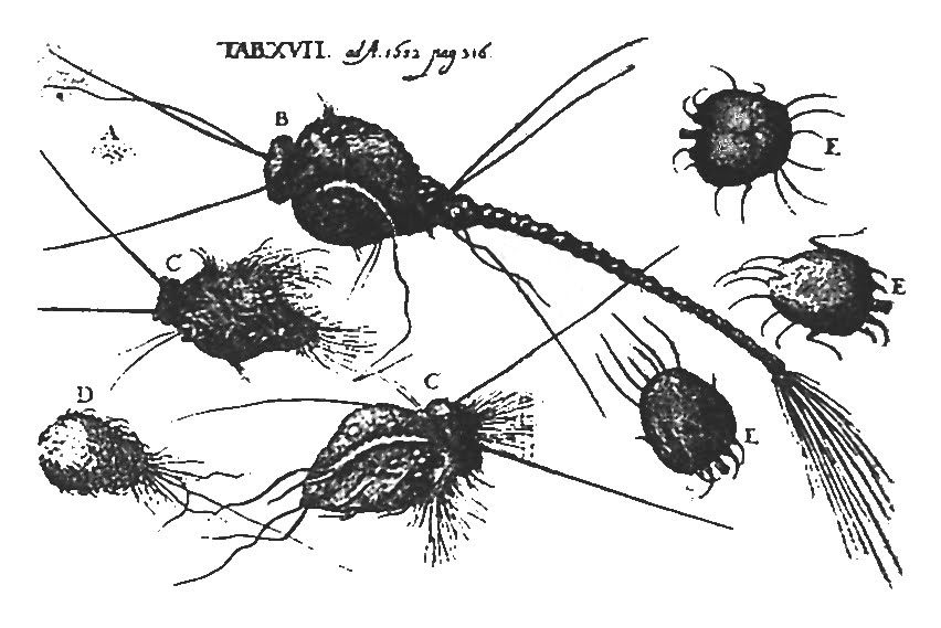 Dr. Michael Ettmuller's drawing (1682)